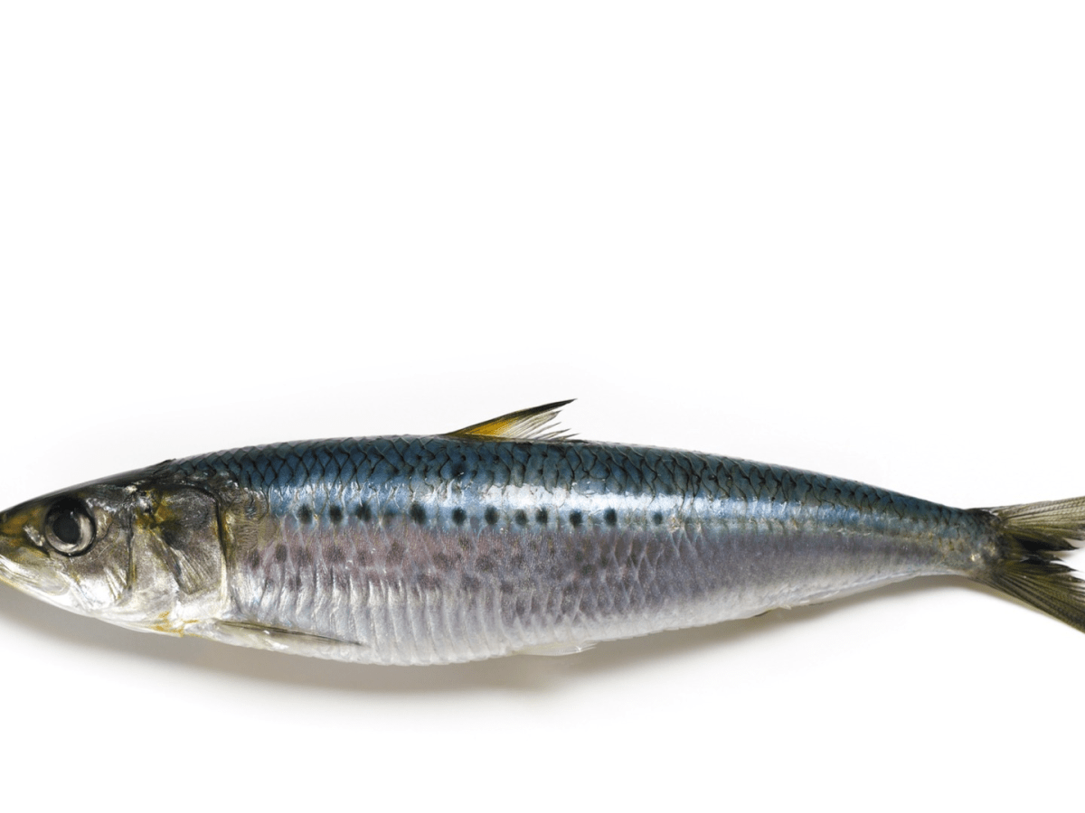 Sardines: The Ultimate Forgotten&nbsp;Superfood