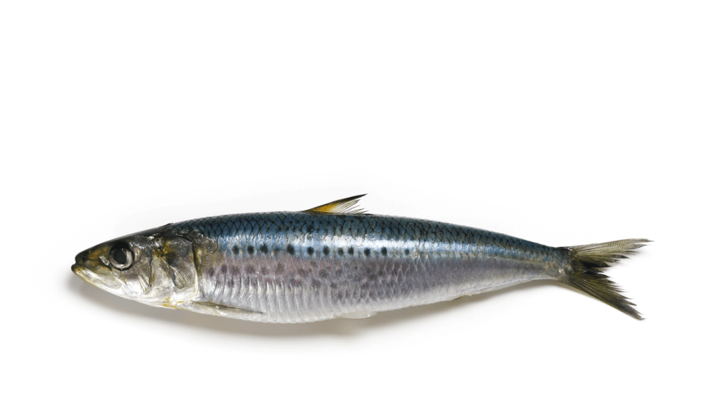 Sardines: The Ultimate Forgotten&nbsp;Superfood